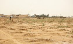 کاشت 5 هزار نهال بومی توسط نفت و گازمارون