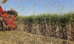 مدیریت هوشمند، افق روشن؛ توسعه نیشکر خوزستان در مسیر رونق و پایداری