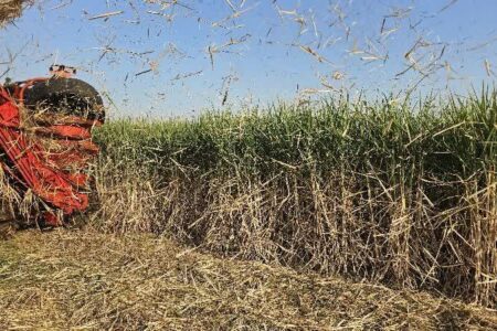 مدیریت هوشمند، افق روشن؛ توسعه نیشکر خوزستان در مسیر رونق و پایداری